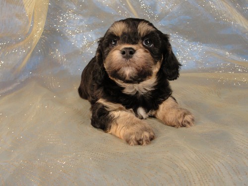 Female Cavachon Puppy for sale #26 Born February 8th 2012